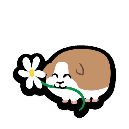Guinea Pig