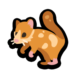 Quoll